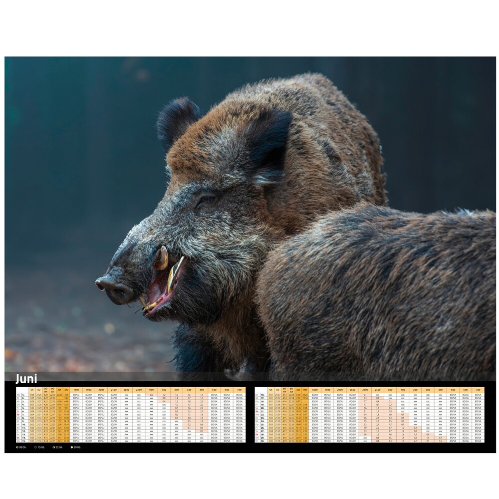 Kalender Sauen 2026, HEEL Verlag