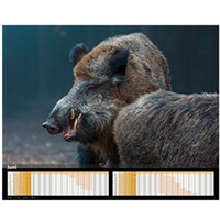 Kalender Sauen 2026, HEEL Verlag
