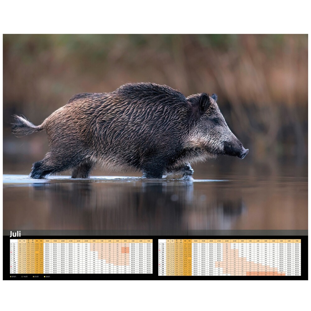 Kalender Sauen 2026, HEEL Verlag