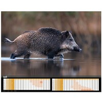 Kalender Sauen 2026, HEEL Verlag