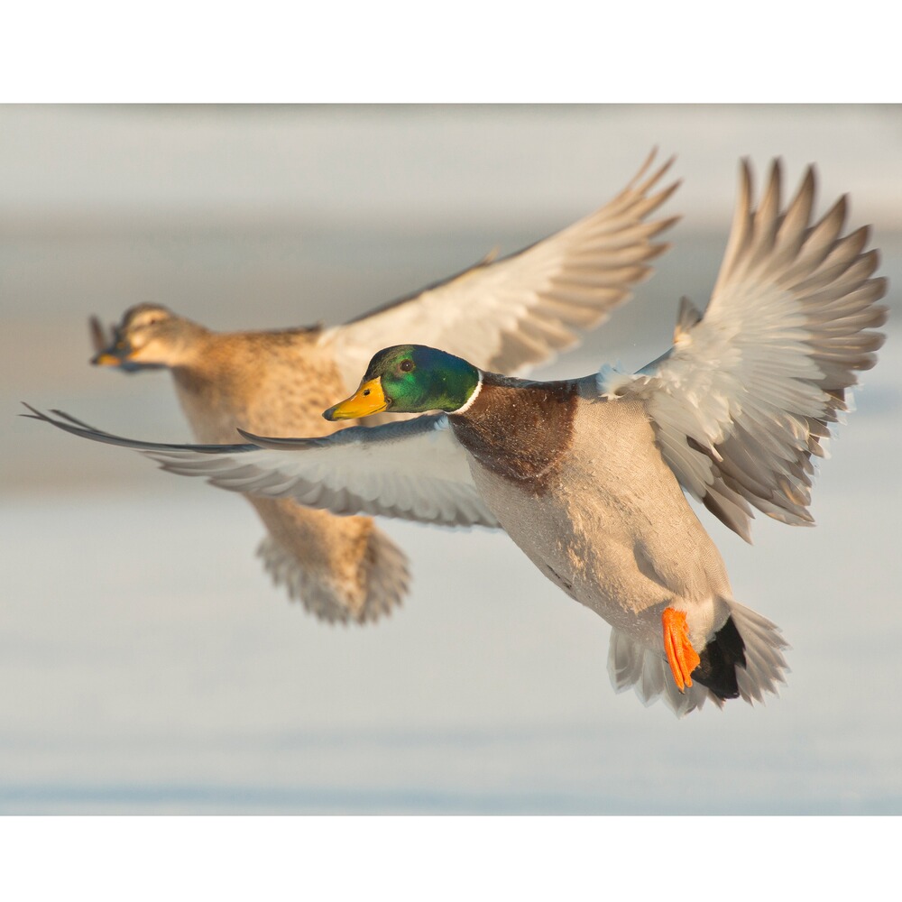 Locker Nordik Mallard, Nordik