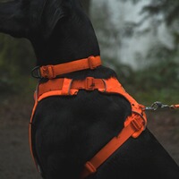 Hundegeschirr Front Range™, Ruffwear