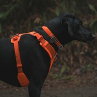 Hundegeschirr Front Range™, Ruffwear