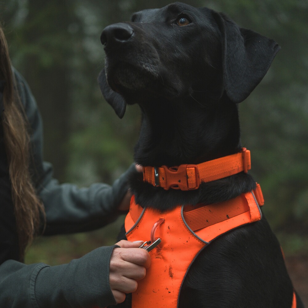 Hundegeschirr Front Range™, Ruffwear