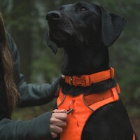 Hundegeschirr Front Range™, Ruffwear