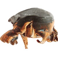 .243 Win. Kegelspitz 6,2g/96grs., RWS