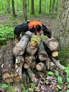 Bewertungsbild zu der Überschrift Ideal für den Einsatz im Wald