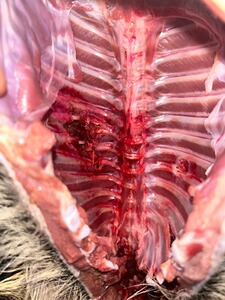 Bewertungsbild zu der Überschrift Accurate, Deadly, Dependeble