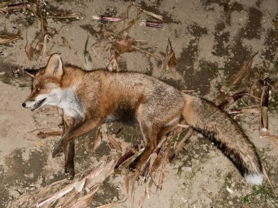 Bewertungsbild zu der Überschrift Gute Standardmunition