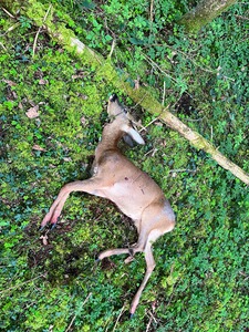 Bewertungsbild zu der Überschrift Super Munition für Jagd und Training
