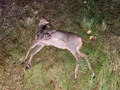 Bewertungsbild zu der Überschrift Einwandfreie Munition für Schießstand und Jagd