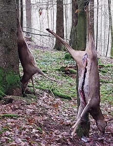 Bewertungsbild zu der Überschrift Gut aber nicht drückjagdtauglich genug!