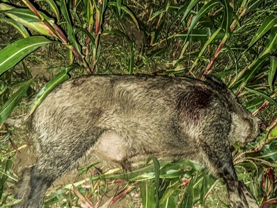 Bewertungsbild zu der Überschrift Gute Standardmunition