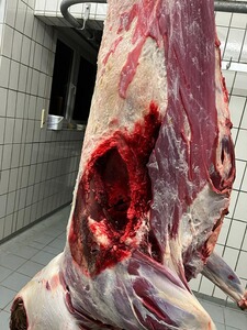 Bewertungsbild zu der Überschrift Hirsch erlegt