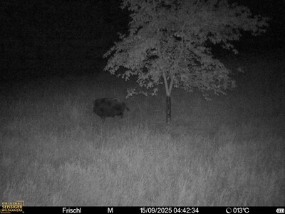 Bewertungsbild zu der Überschrift Hammer Camera