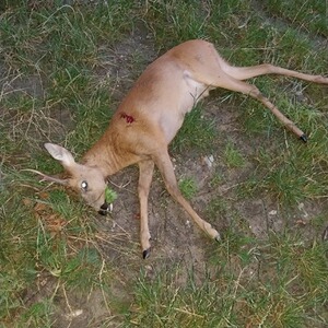 Bewertungsbild zu der Überschrift Super Wirkung