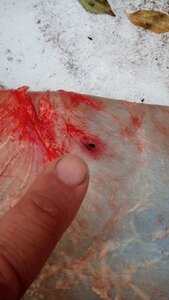 Bewertungsbild zu der Überschrift Balgschonend und gute Wirkung