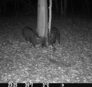Bewertungsbild zu der Überschrift Gute Lockwirkung