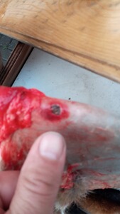 Bewertungsbild zu der Überschrift Balgschonend und gute Wirkung