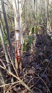 Bewertungsbild zu der Überschrift Absolut begeistert!