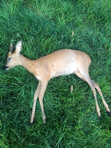 Bewertungsbild zu der Überschrift Perfekt für Reh-und Raubwild