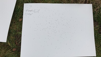 Bewertungsbild zu der Überschrift Super Patrone gerade für Krähen