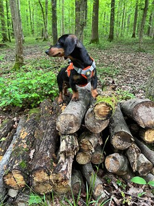 Bewertungsbild zu der Überschrift Ideal für den Einsatz im Wald