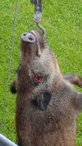 Bewertungsbild zu der Überschrift Zuverlässig und preiswert