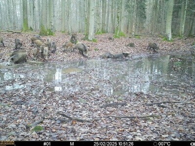 Bewertungsbild zu der Überschrift Seissiger Kameras sind die besten!