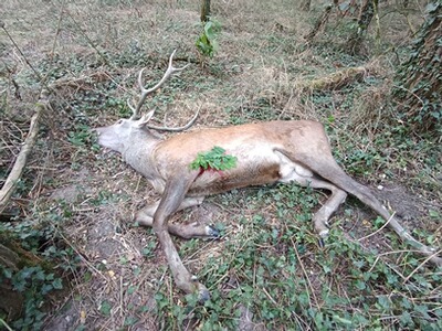 Bewertungsbild zu der Überschrift Weitschuss Patrone