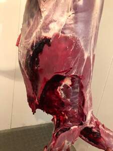 Bewertungsbild zu der Überschrift Geringer Rückstoss aber hohe Wildbretentwertung